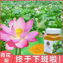 Often drink very watery lotus powder Bee farmer old horse bee pollen pure and natural does not break the wall 250 grams