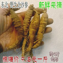 Fresh wild northeast sand ginseng mountain melon mountain melon mountain carrot codonopsis Korean kimchi 1kg 500g