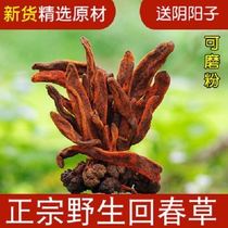 New goods wild spring grass top sky column grass cistanche cistanche hard grass male nourishing sparkling wine medicinal herbs are not old grass
