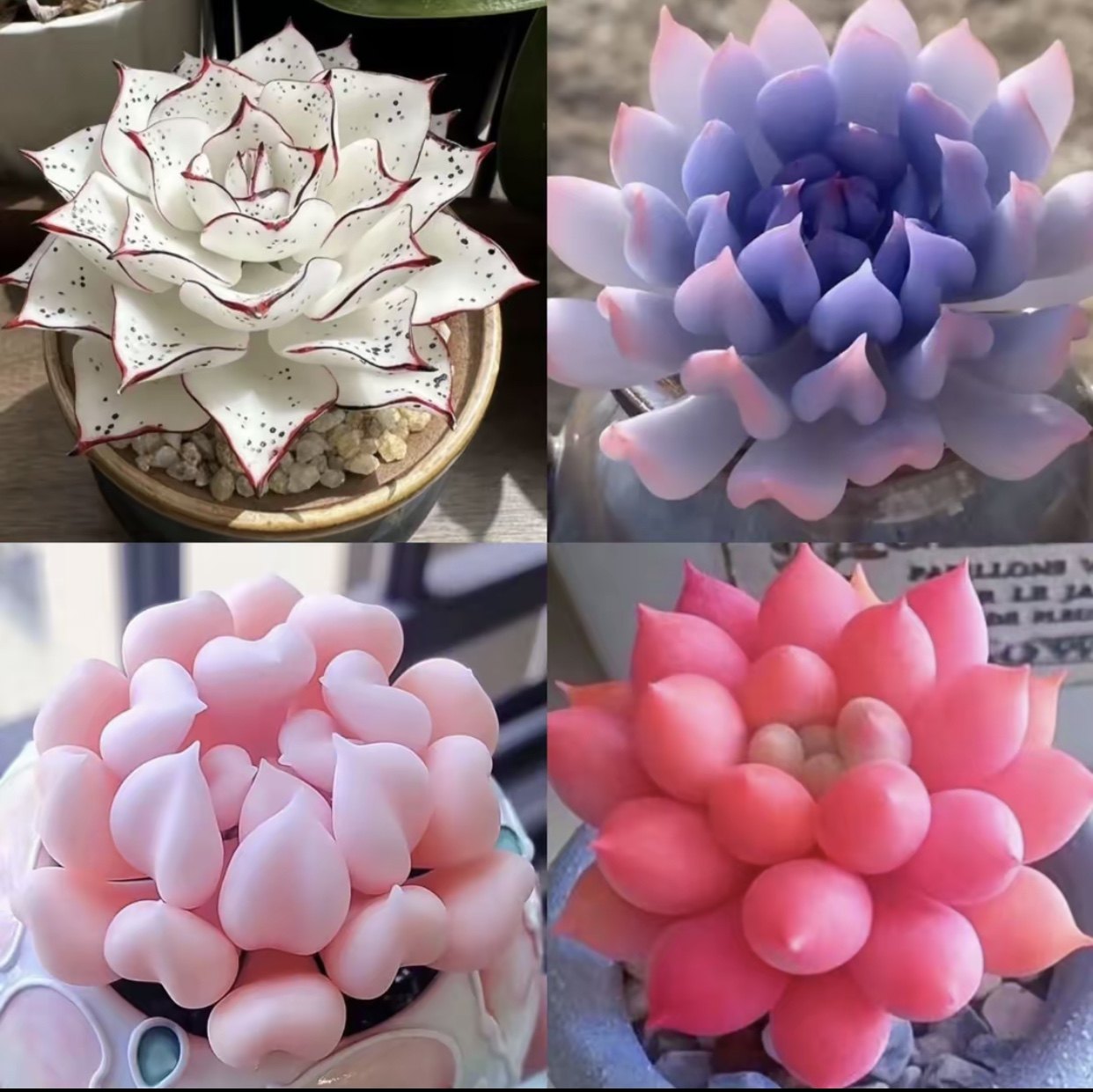 水蜜桃多肉植物-水蜜桃多肉植物促销价格、水蜜桃多肉植物品牌- 淘宝