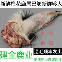 Jilin sika deer fresh deer tail fresh deer tail deer field direct sales Fidelity nourishing soup wine
