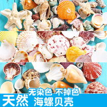 Natural shell conch three-dimensional shell flower accessories diy handmade accessories antique accessories set props