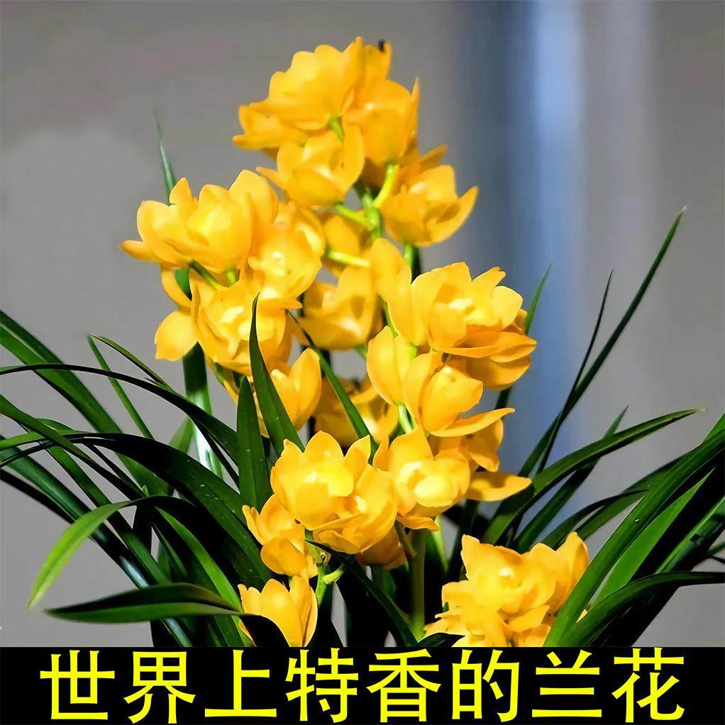 黄色兰花-黄色兰花促销价格、黄色兰花品牌- 淘宝