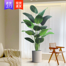 Bird of paradise simulation green plant indoor large potted light luxury fake tree bionic plant living room decoration ornaments traveler banana