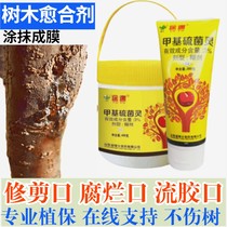 Fruit tree wound Sulfur-methyl paste healing agent Apple tree rotten pepper tree pruning mouth coating coating agent