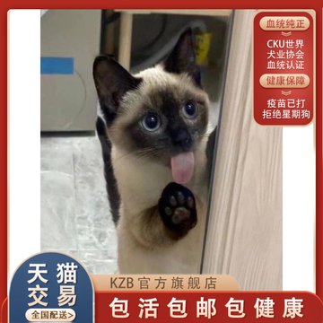 纯种暹罗猫幼猫海豹重点色泰国暹罗幼猫大黑脸蓝眼活体宠物小猫咪