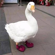 Pet Duck Goose Shoes Boots Chicken Goose Duck Duck Ker Duck Special Shoes Foot Cover Little Duck Supplies