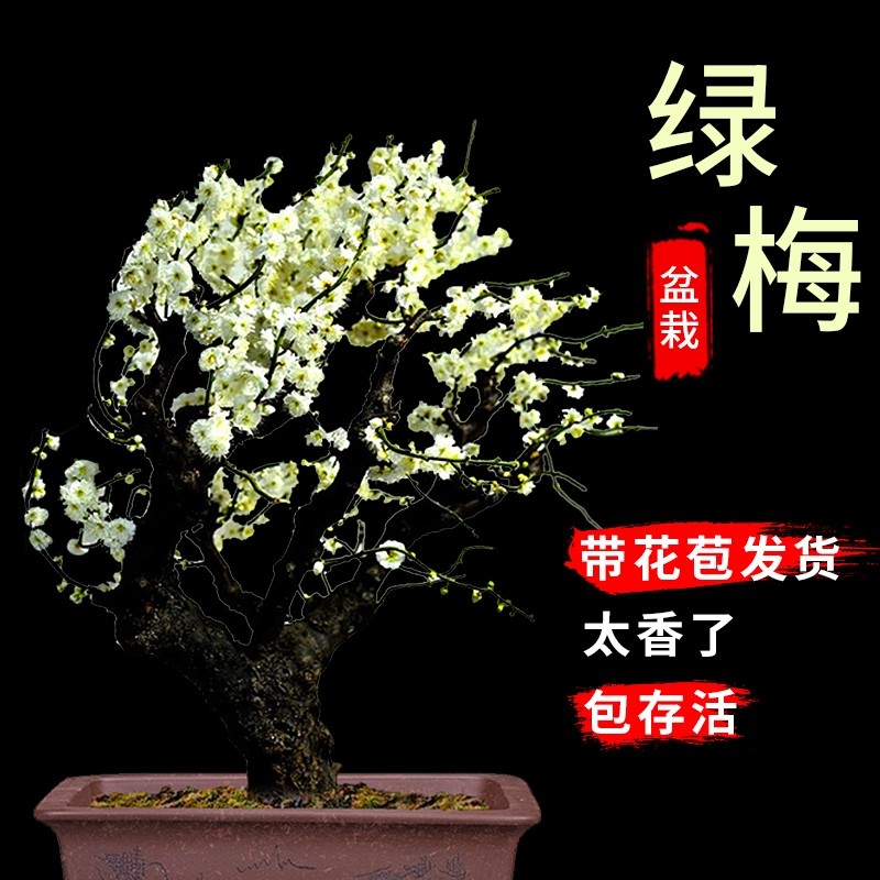 青軸野梅(一重緑萼.白花)　[文人風木]　大品盆栽　梅 野梅（白一重咲）約100年 | 雨竹亭オンラインショップ