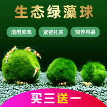 Inside the fish tank the aquatic plants the plastic products of the small tank the bottom of the decoration the scenery the ecological underwater