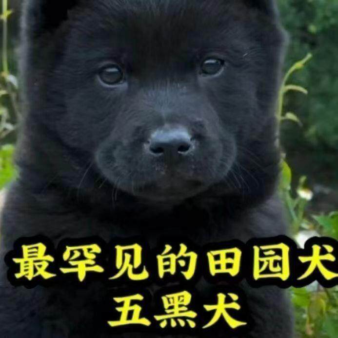 🐾寻觅理想的中华田园犬，五黑犬幼犬是你最好的选择🐾-宠物-淘宝好物网