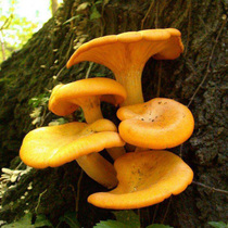 Wild chanteriorum fresh Yunnan Elm mushroom egg yellow fungus Apricot fungus Golden Mushroom yellow fungus 500g mushroom 500g