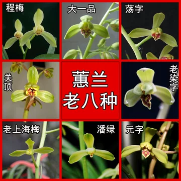 蕙兰老八种-蕙兰老八种促销价格、蕙兰老八种品牌- 淘宝