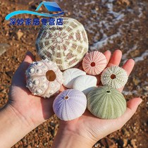 Fish tank decoration sea natural shell decoration sea urchin core creative diy conch screw shell crafts ornaments