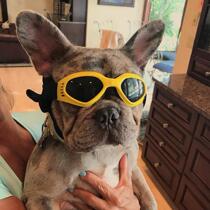 Pet glasses sunglasses trembles model Photo dog sunglasses windproof UV props dog goggles