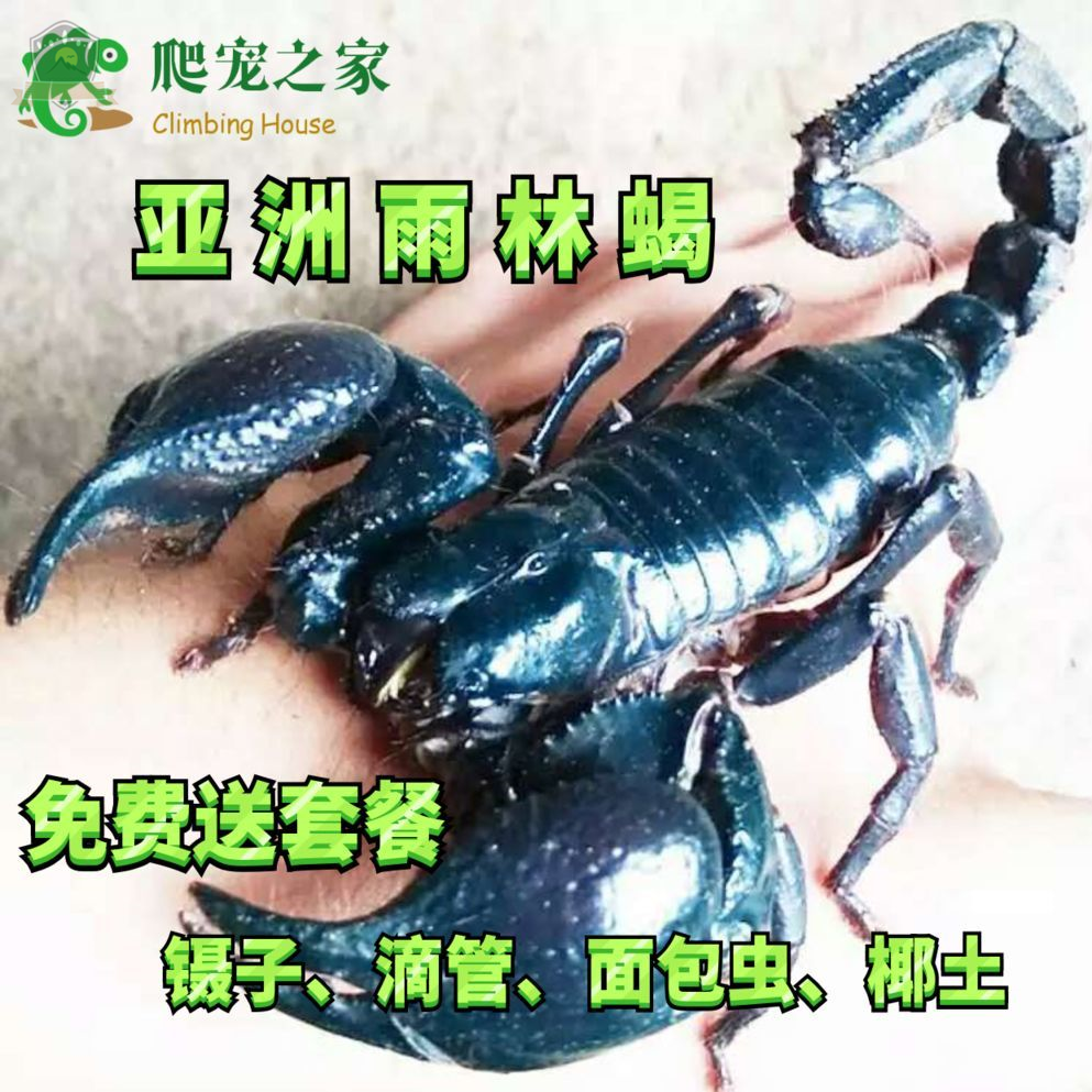 Rain Forest Scorpion Asian false emperor Scorpion Rain Forest Scorpion live bread worm Send package New entry Climbing pet scorpion