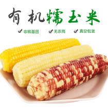 9 roots of waxy corn (3 white 3 Yellow 3 flowers) organic non-GMO vacuum packaging fresh fresh fresh sticky glutinous waxy