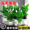 Товары от 梵花拾光旗舰店