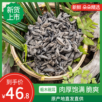 Holland Qingyuan black fungus dry goods 500g wild super small Bowl ear autumn fungus basswood mouse ear dried fungus