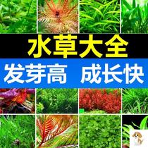 Aquatic plant aquaculture water plant aquaculture water plant aquaculture water plant aquaculture water plant aquaculture water plant aquarium decoration simulation