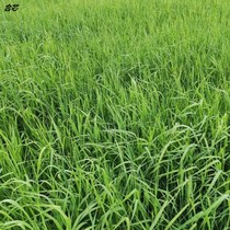  Timothy grass hay 2020 New grass Rabbit hay Feed Guinea pig Chinchilla food Fresh hay Gansu North#