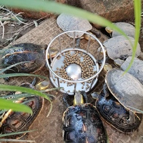 Yellow-riven turtle food basin tortoise feeder Anyuan platform edge closed-shell tortoise tortoise feeding food table climbing half-water turtle Basin