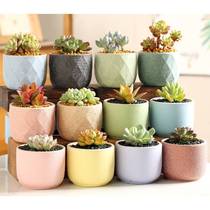 Fleshy flowerpot special clearance meat plant size creative simple balcony set combination ceramic pot