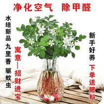 (Mosquito killer) Nine fragrant flowers potted fragrant four-season flowering Seven-thyme mosquito repellent plants Indoor balcony