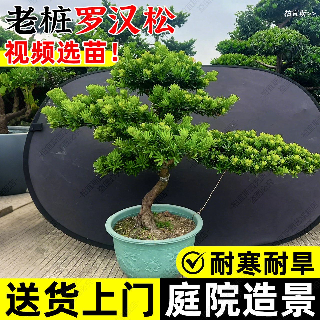 红松树苗精选和红松树苗品牌价格与图片-淘宝商品网