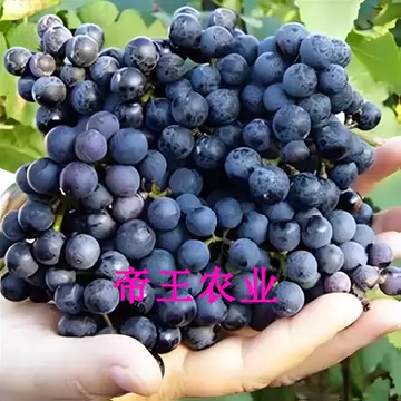 野葡萄苗-野葡萄苗促销价格、野葡萄苗品牌- 淘宝