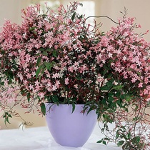 Multi-flowered frangipani flower seedlings climbing vine Frangipani flower pots planting balcony garden flowers Egg flowers with flowers delivery