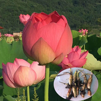 Lotus seedling potted water lotus root seedling Root seedling Edible lotus root seedling Lotus bowl Lotus seedling Lotus root aquatic plants four seasons