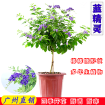 Smurfs lace Golden Dew potted tree stump false wing flowers Four Seasons flowering courtyard outdoor sun-tolerant plants