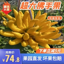 Super large fruit) Jinhua bergamot fresh bergamot clear for viewing and smelling Citron big bergamot for Buddha decoration