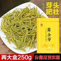 2021 New tea Anji white tea Authentic gold tea Before the rain premium gold bud tea bulk green tea 250g canned