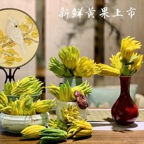 (With branches hydroponic bergamot yellow fruit) Jinhua bergamot fresh ornamental smell fragrant water supply to raise flowers