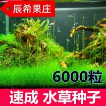 Lazy water grass entry-level aerobic freshwater four-season fish tank decoration simulation