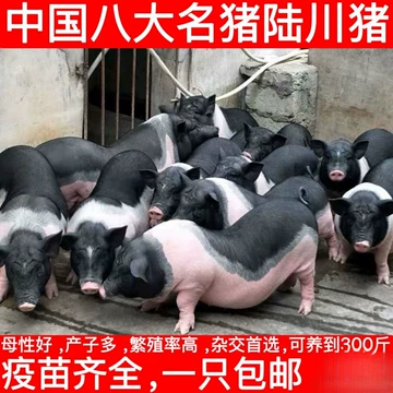 纯种猪-纯种猪促销价格、纯种猪品牌- 淘宝