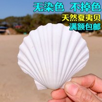 Big Shell natural giant conch summer Bai white shell fish tank landscape decoration Mediterranean style ornaments