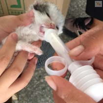 Pet feeder Puppy Kitten bottle Newborn Cat Newborn dog Small bottle feeding tube Rabbit