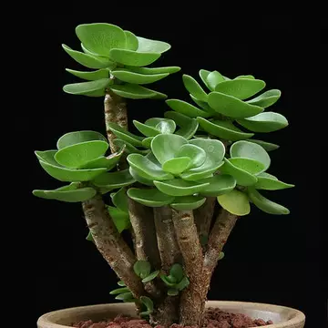 老桩多肉植物-老桩多肉植物促销价格、老桩多肉植物品牌- 淘宝