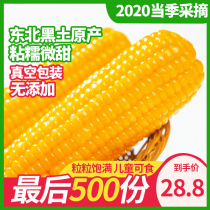 Northeast yellow glutinous corn 10 sticks freshly picked sticky sticky sweet vacuum bagged bract rice Non-GMO ready-to-eat fat reduction meal