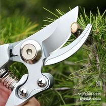 Spend Mulberry flowers and plants pruning shears plant small scissors flowers fruit trees repair twigs and leaves