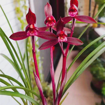 醉红素兰花-醉红素兰花促销价格、醉红素兰花品牌- 淘宝