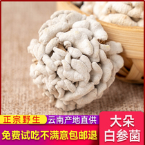 Yunnan Special-white Ginseng Bacteria Dry Stock Chicken Crown Fungus Cracked Plexus White Flowers White Ginseng Flower Yunnan Wild Fungus