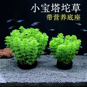 七宝花唐草宝寿文建水 雲】中国古玩 唐物 銅製七宝花唐草象嵌建水 乾隆年製 古
