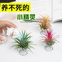 Air Pineapple Lackless Plants Table Green Plant Pot Flowers Newhand to Make a Novel Meat Watch