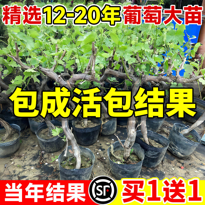 野葡萄苗-野葡萄苗促销价格、野葡萄苗品牌- 淘宝