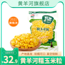 Gansu Huangyang River glutinous corn grain 5 bags of fresh microwave ready-to-eat coarse grain cooking porridge braised rice companion 2021 new goods