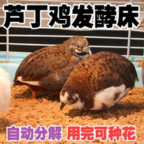 Luding Chicken Fermented Mattress Material Faecal Decomposition Fermentation Bacteria Rearing Hamster Cole Duck Rabbit Cage Decomposition Manure Deodorising