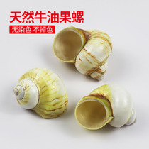  Conch shell hermit crab replacement shell fish tank landscaping aquarium decoration cats eye snail ornaments